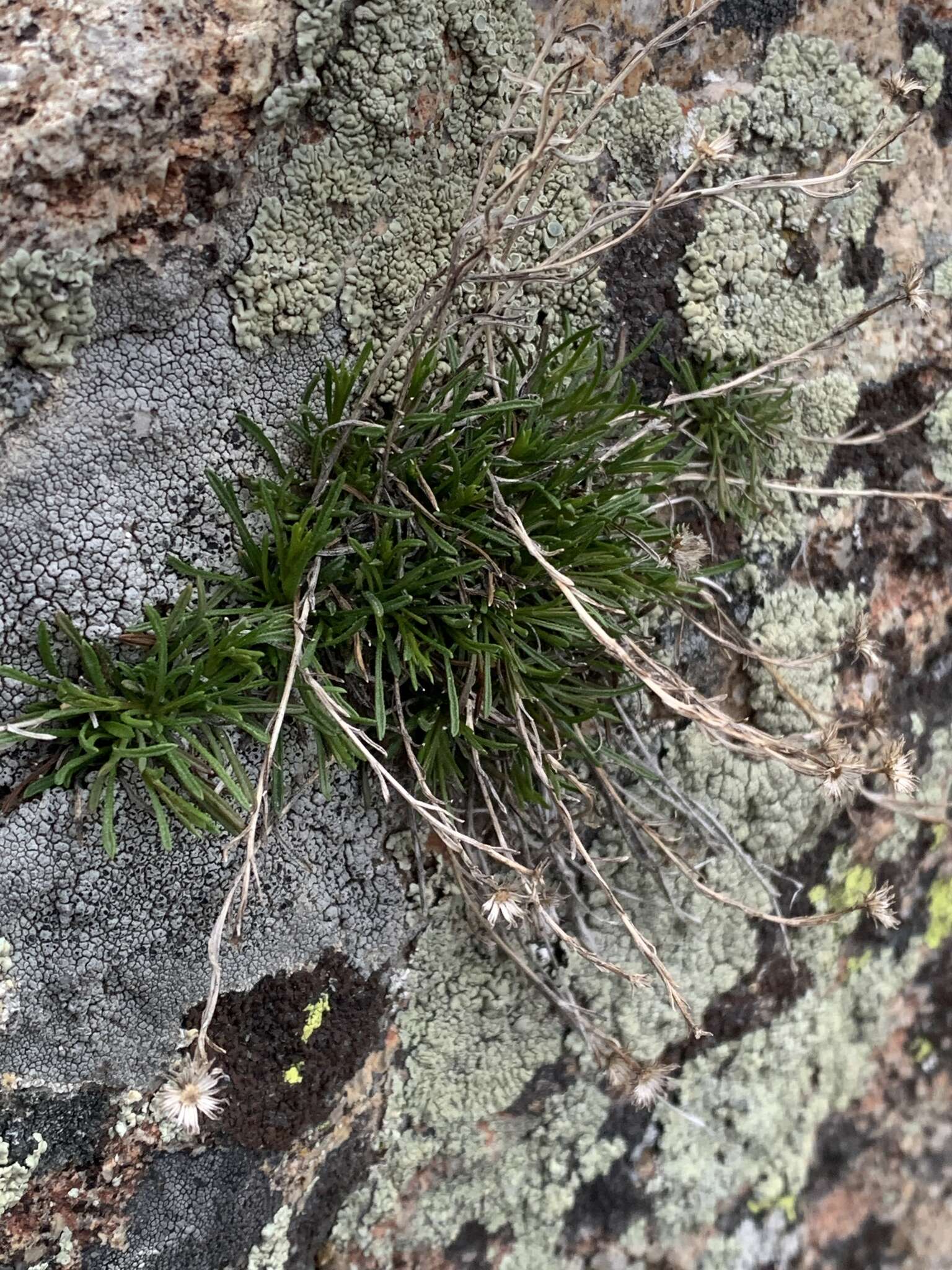 Image of sand fleabane