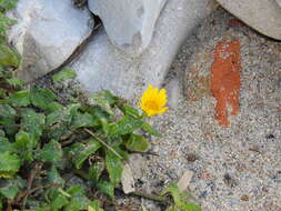 Image of Calendula suffruticosa subsp. algarbiensis (Boiss.) Nym.