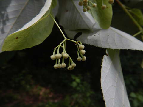 Слика од Tilia americana var. heterophylla (Vent.) Loudon