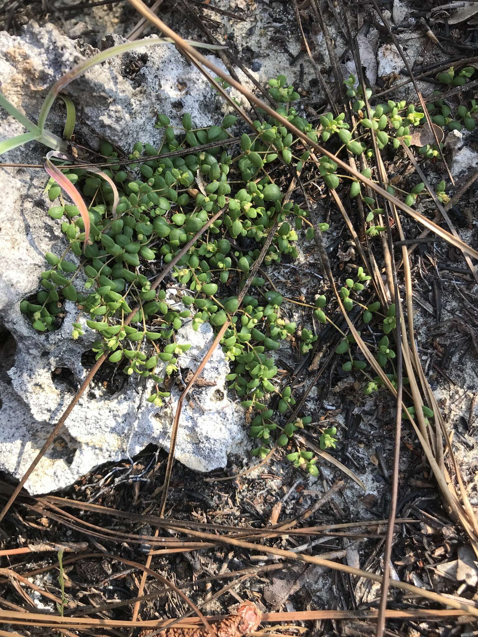 Image of Euphorbia deltoidea subsp. deltoidea