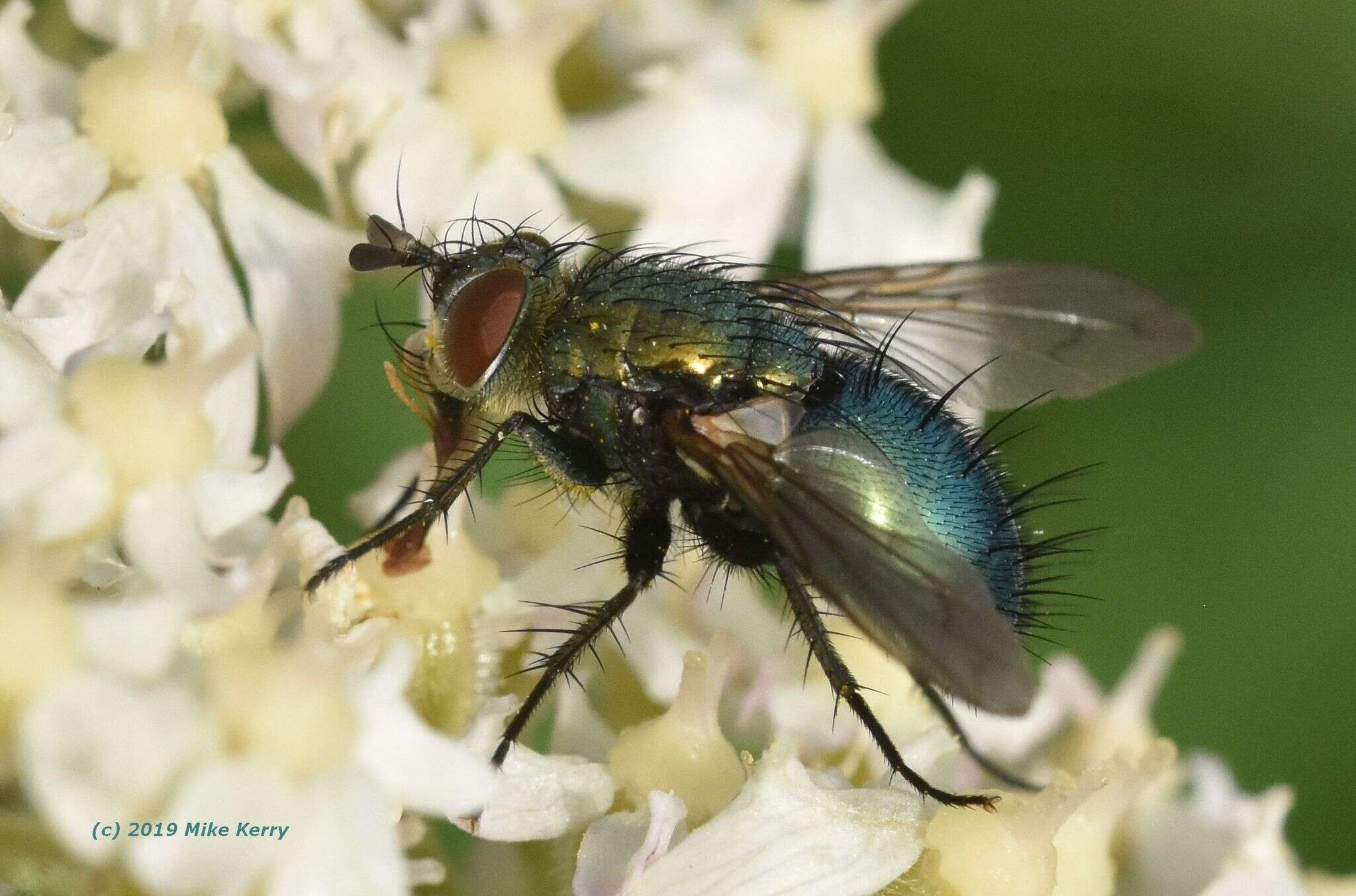 Image of Chrysosomopsis aurata (Fallén 1820)