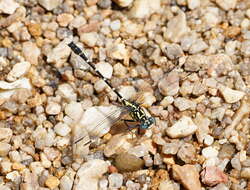 Image of Hemigomphus heteroclytus Selys 1854