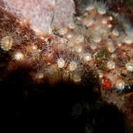 Image of gray encrusting anemone