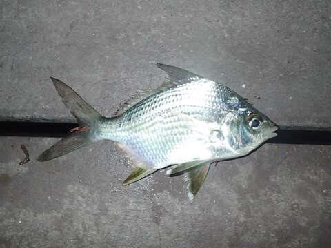 Image of Broad shad