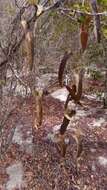 Image de Aristolochia albida Duch.