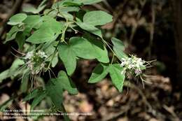 Sivun Bauhinia divaricata L. kuva