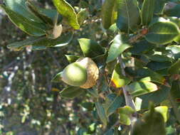 Image de Quercus chrysolepis Liebm.