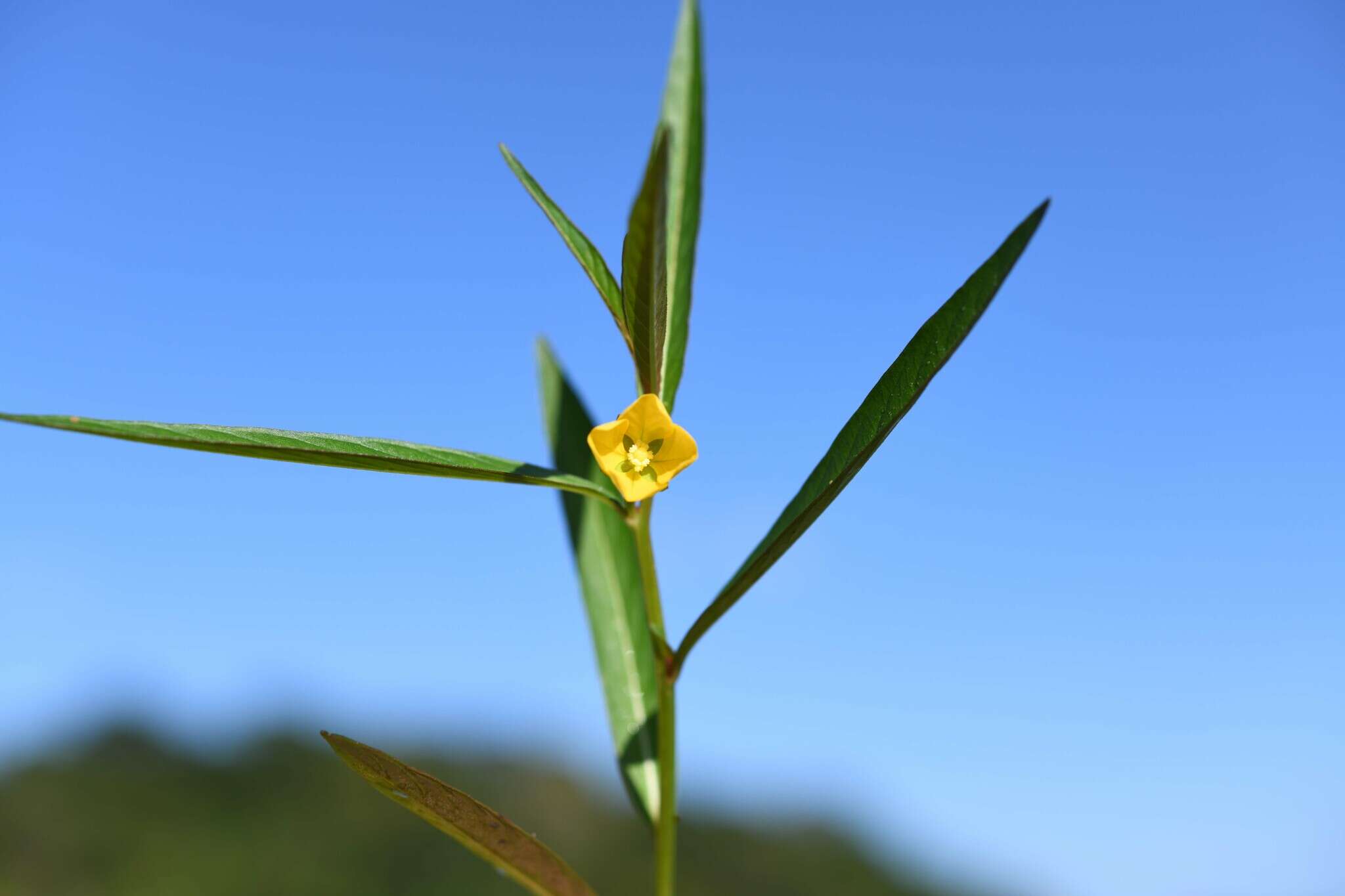 Image of Ludwigia octovalvis subsp. octovalvis