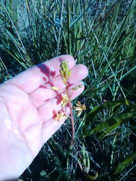 Plancia ëd Bulbine praemorsa (Jacq.) Spreng.