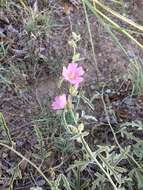 Image of hot springs globemallow