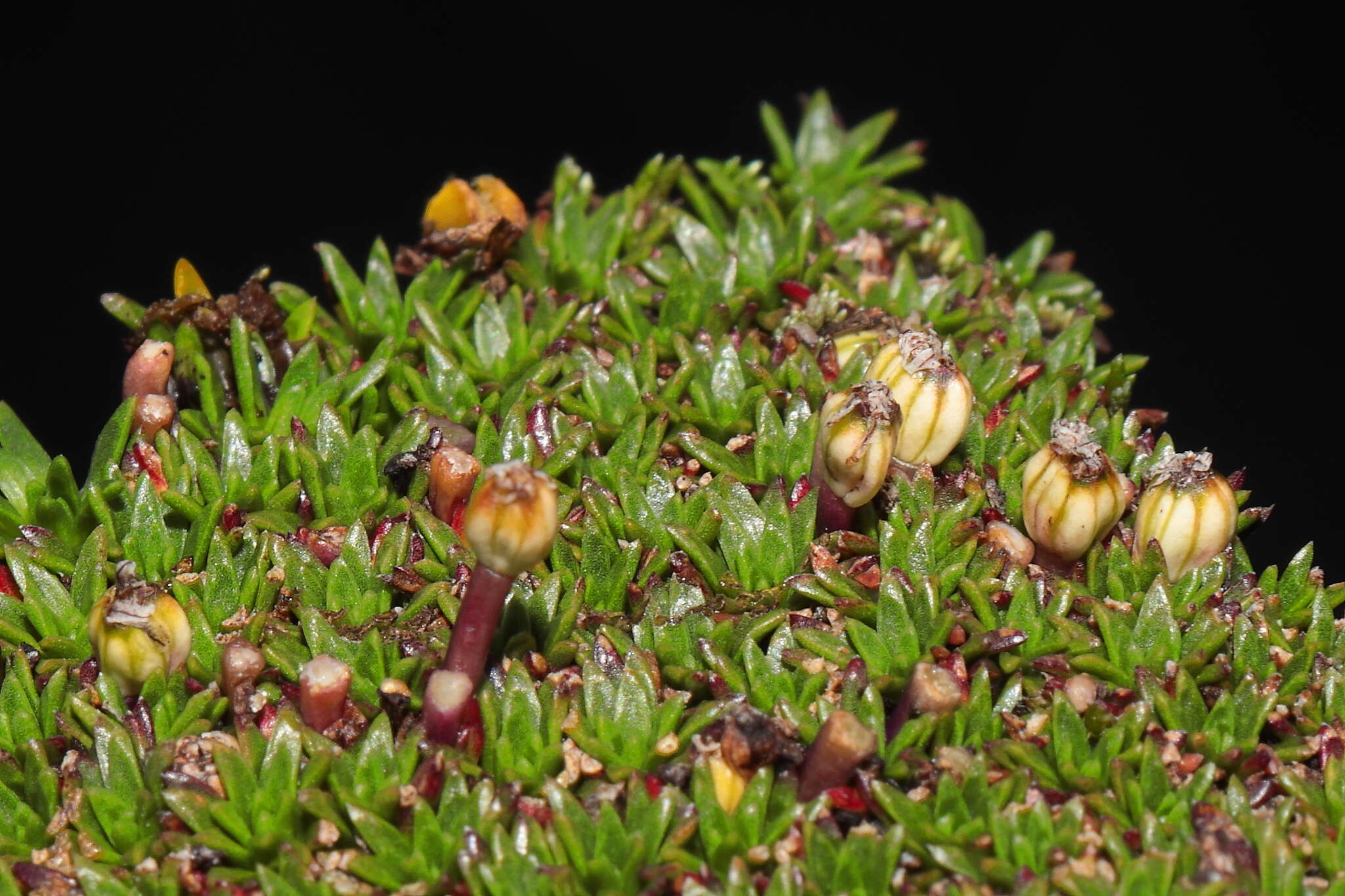 Image of Azorella diapensioides A. Gray