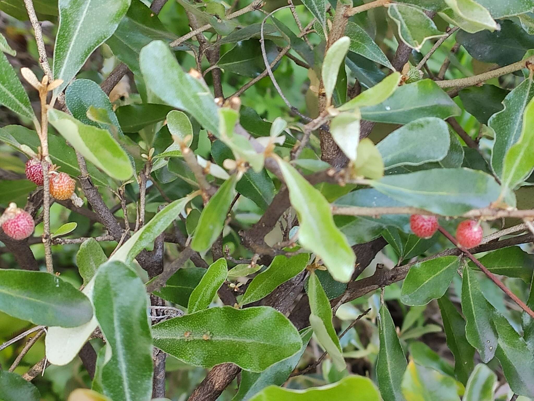 Image of Elaeagnus oldhamii Maxim.