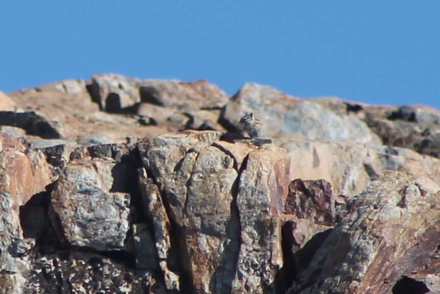 Image of Alpine Chipmunk