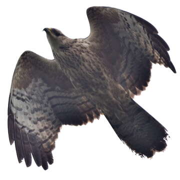 Image of Barred honey buzzard