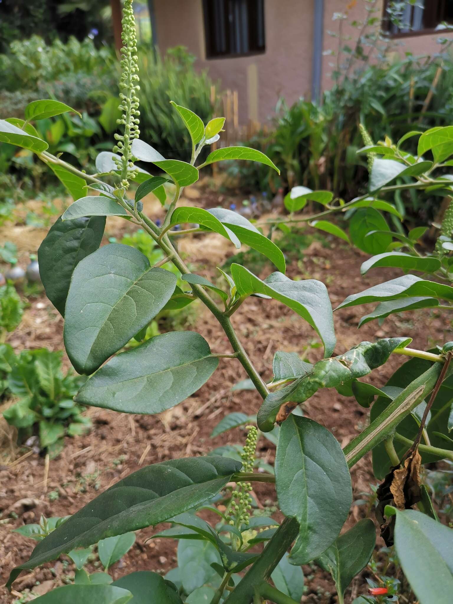 Image of pokeweed