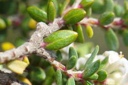 Image of Pimelea cryptica C. J. Burrows & Enright