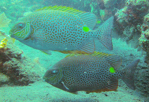 Image of Golden rabbitfish