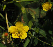 Ranunculus cornutus var. scandicinus (Boiss.) Ziffer-Berger & Leschner的圖片