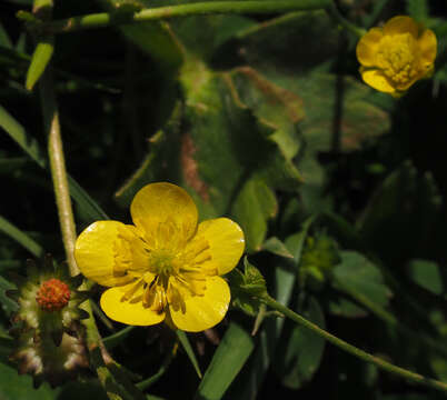 Ranunculus cornutus var. scandicinus (Boiss.) Ziffer-Berger & Leschner的圖片