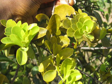 Agelanthus brunneus (Engl.) van Tiegh. resmi