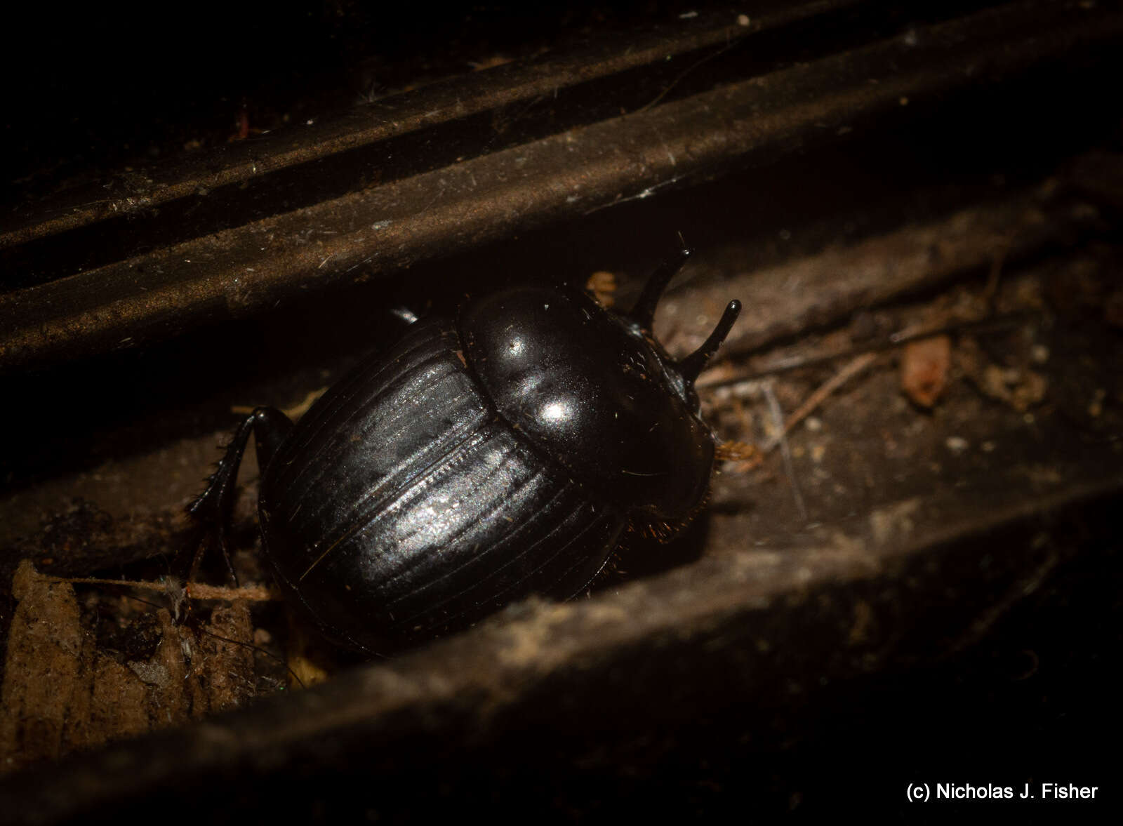 Image of Onthophagus neostenocerus Goidanich 1926