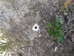 Gerbera crocea (L.) Kuntze的圖片