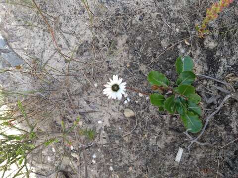 Image of Gerbera crocea (L.) Kuntze