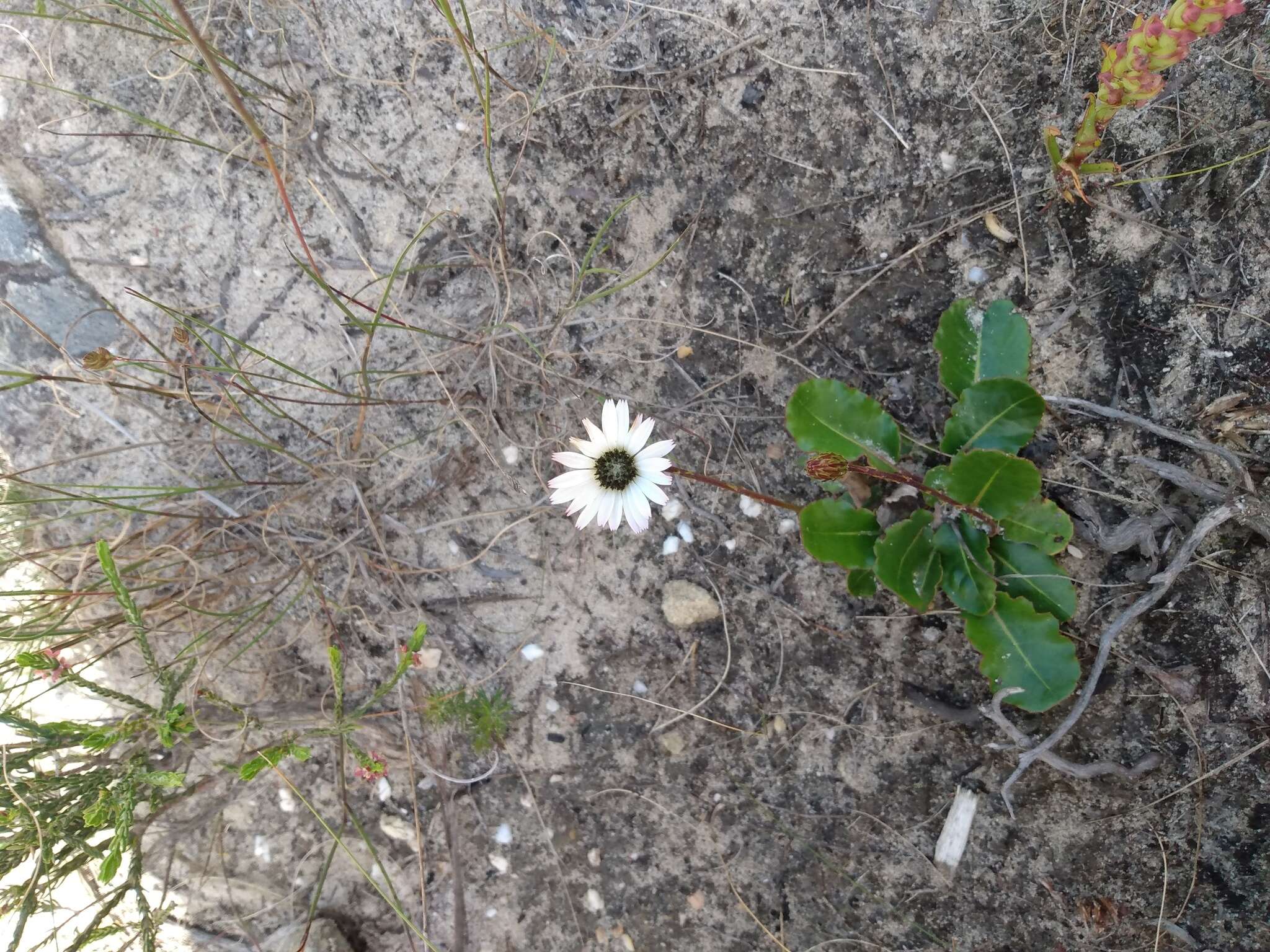 Gerbera crocea (L.) Kuntze的圖片