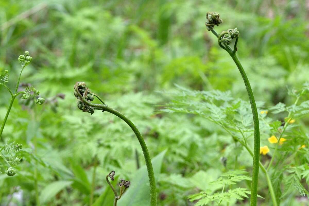 Image of Pteridium latiusculum subsp. pinetorum (C. N. Page & R. R. Mill) Fraser-Jenkins