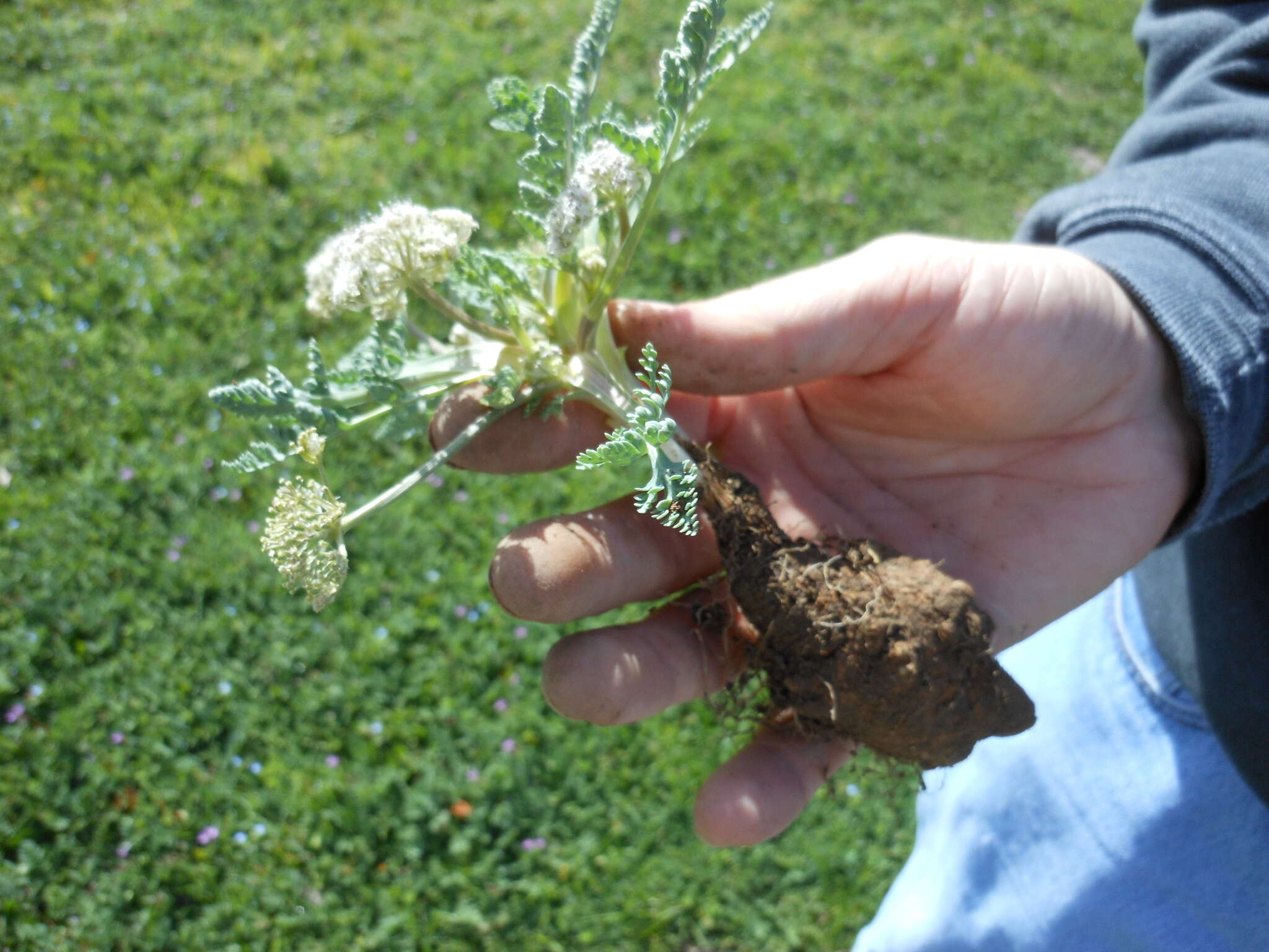 Image of bigroot springparsley