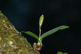 Image of Conchidium japonicum (Maxim.) S. C. Chen & J. J. Wood
