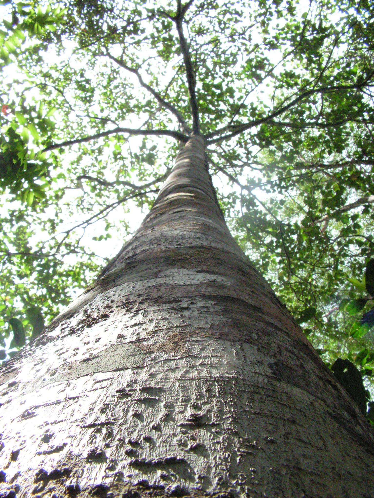 Image de Pourouma guianensis Aubl.