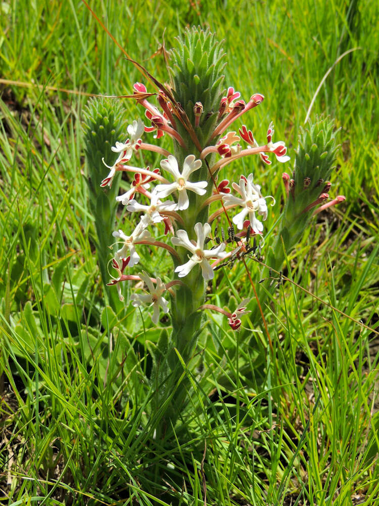 صورة Zaluzianskya microsiphon (Kuntze) K. Schum.