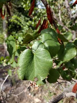 Image of <i>Cercis orbiculata</i>