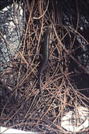 Image of Coastal snake-eyed skink