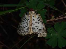 Image of Lyelliana dryophila Turner 1917