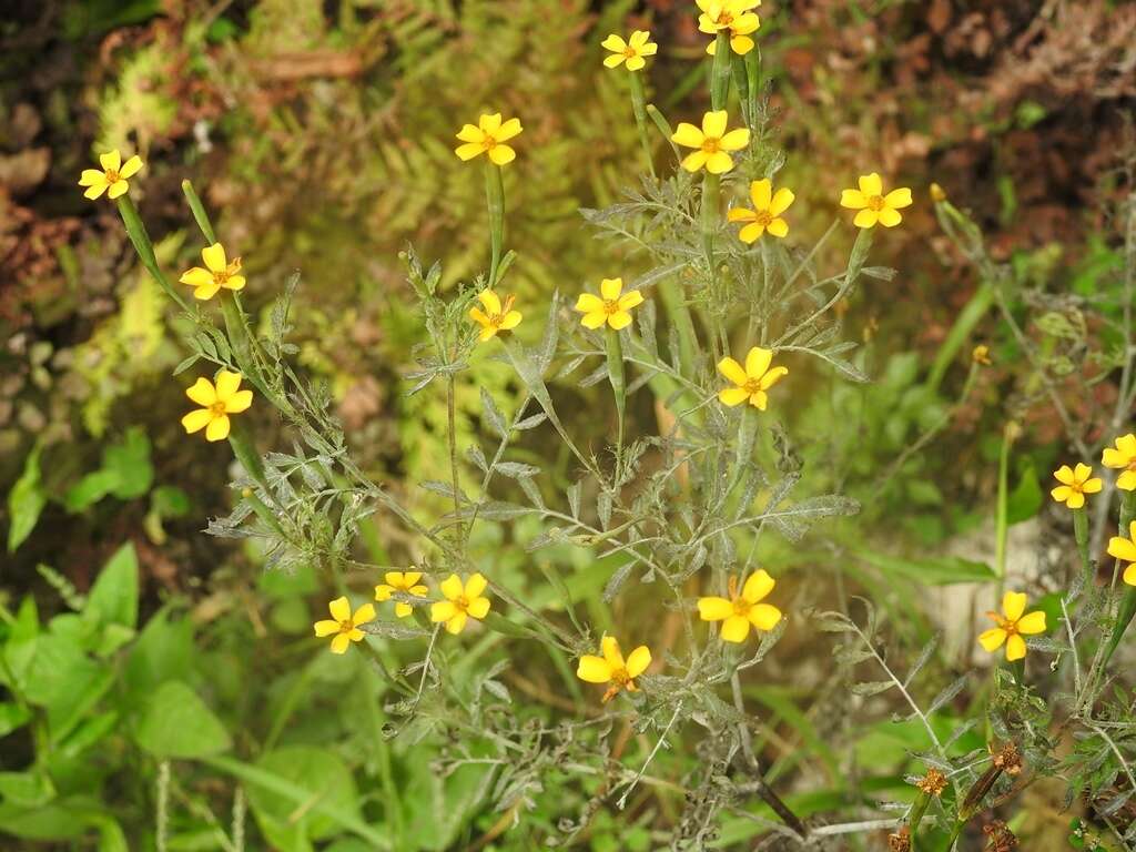 Tagetes tenuifolia Cav. resmi