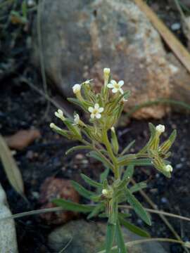 Image of Polycarena silenoides Harv. ex Benth.