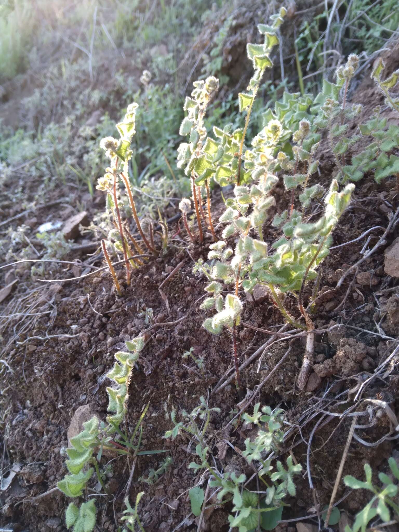 Imagem de Adiantum thalictroides var. hirsutum (Hook. & Grev.) Sota