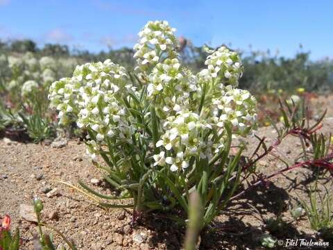 Image of Menonvillea linearis DC.