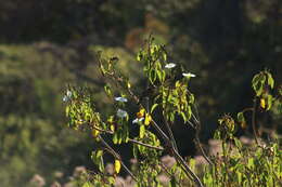 Image of Ipomoea pauciflora subsp. pauciflora