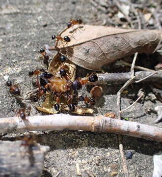 Image of Florida Carpenter Ant