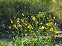 Image de Sonchus arvensis subsp. uliginosus (M. Bieb.) Nym.