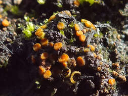 Image of Byssonectria deformis (P. Karst.) U. Lindem. & M. Vega 2015