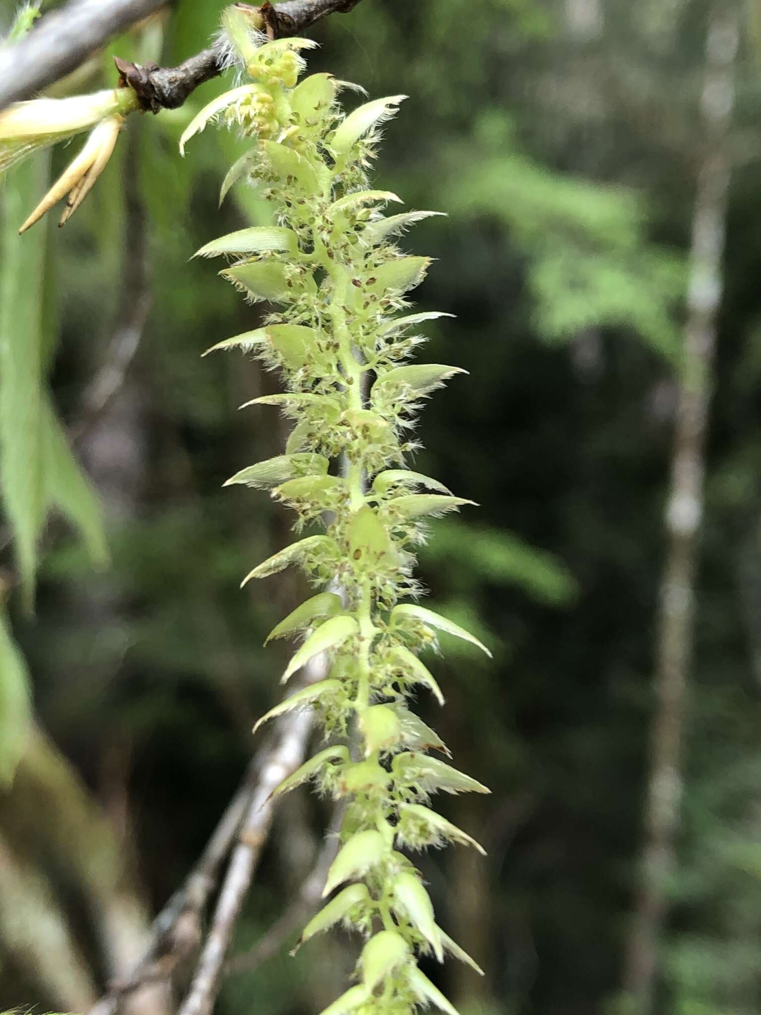 Image of Carpinus rankanensis Hayata