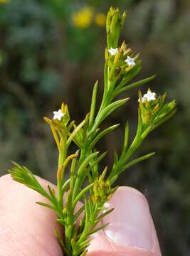 Слика од Thesium capitellatum A. DC.