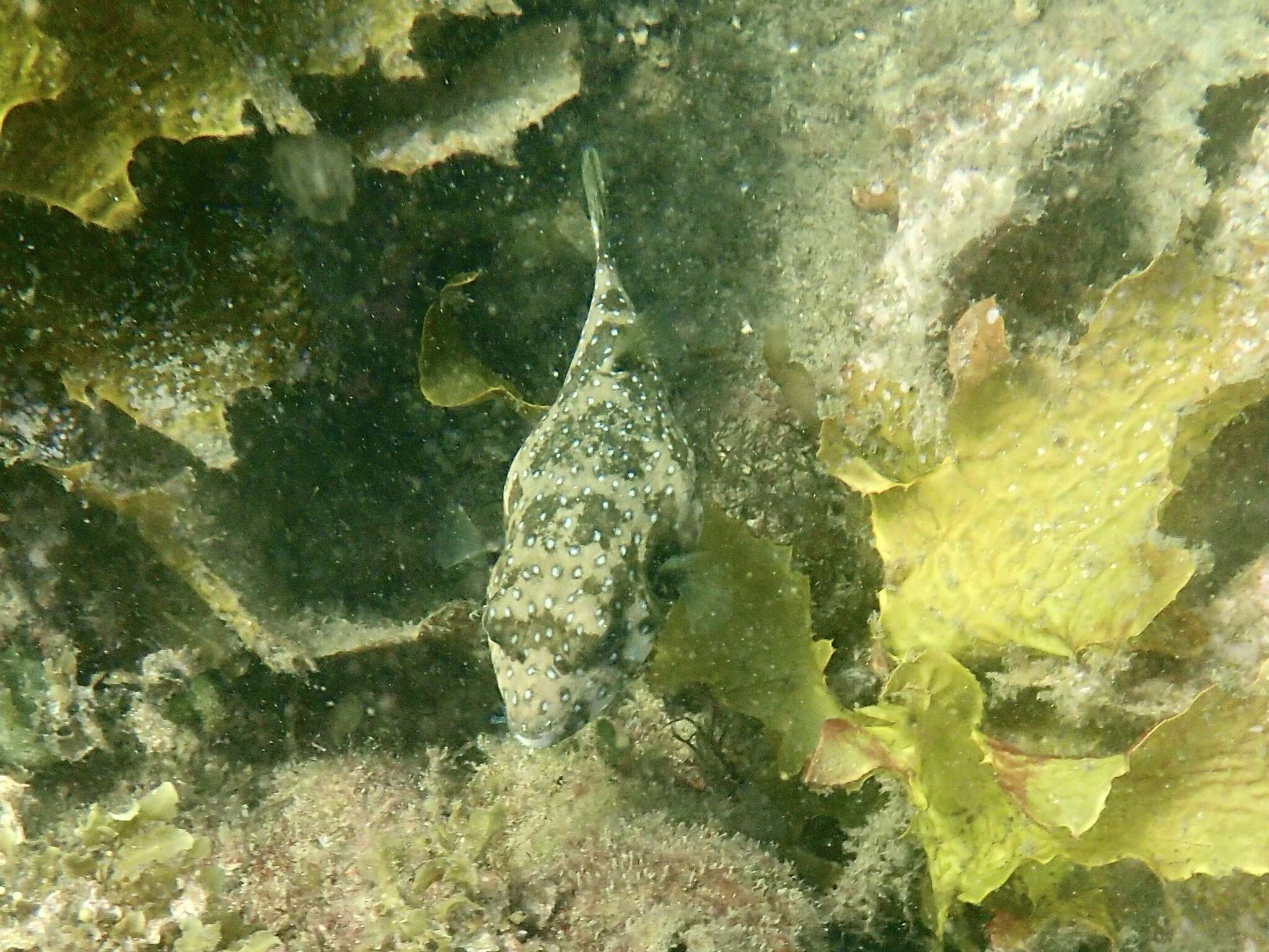 Image of Broadbarred Toadfish