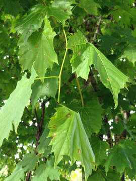 Image of River-Bank Grape