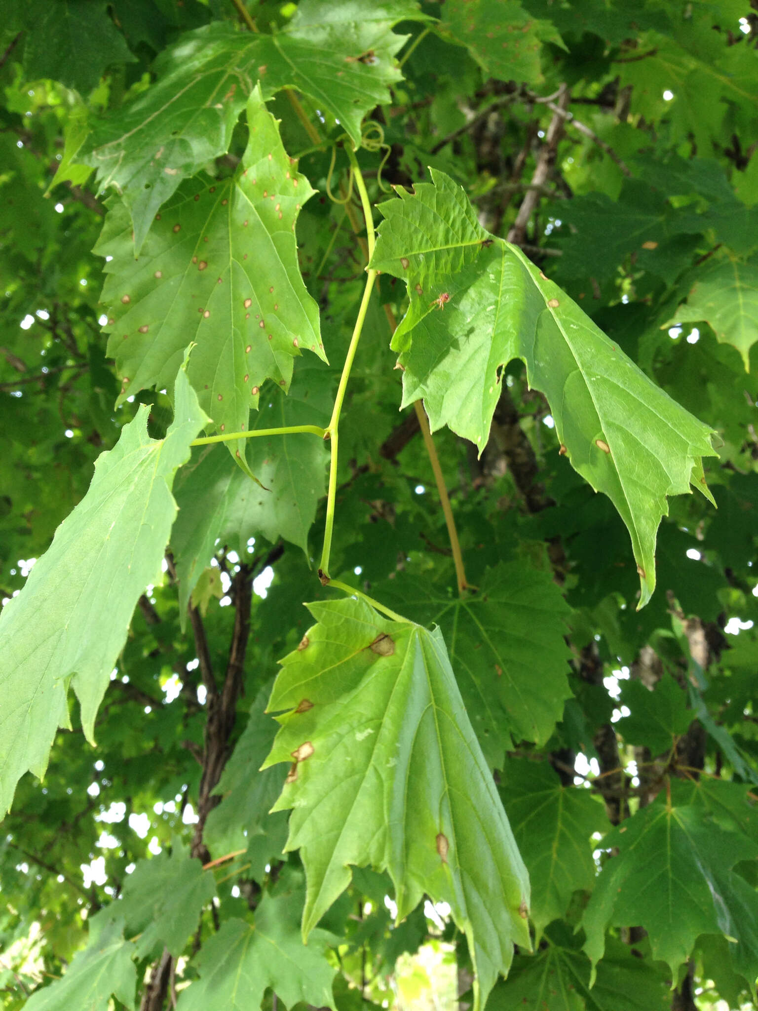 Imagem de Vitis riparia Michx.