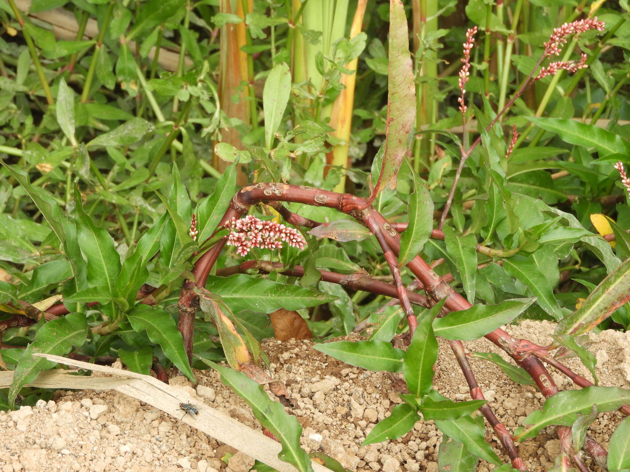 Image of Persicaria ferruginea (Wedd.) Sojak